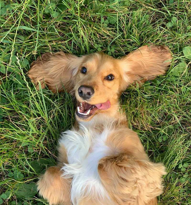 Dog walker with a happy dog on a countryside walk