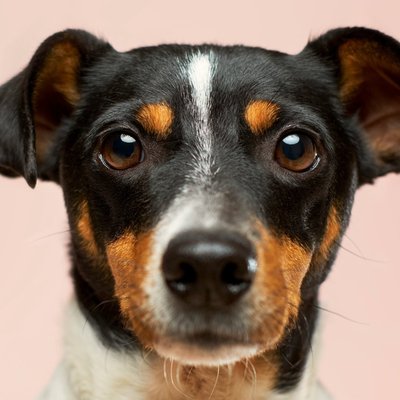 Happy dog looking at the camera
