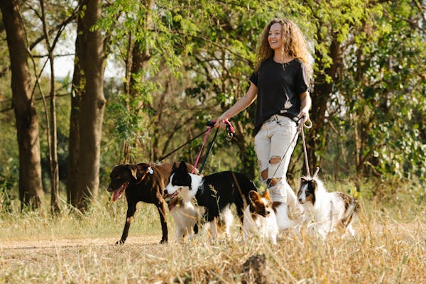 Book a dog walk today