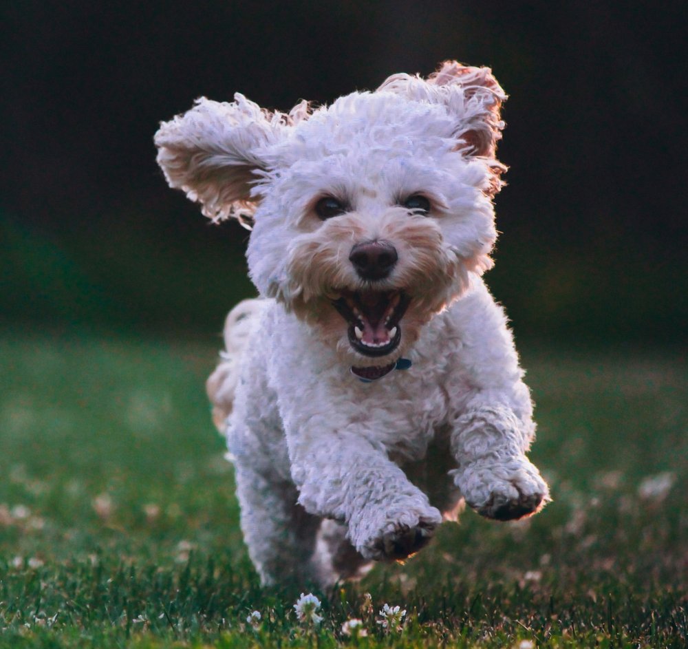 Happy dog on a walk with a professional dog walker