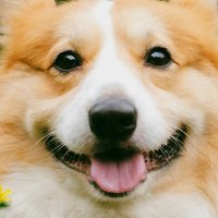 Happy dog owner review