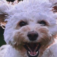 Happy dog owner review