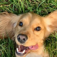 Happy dog owner review