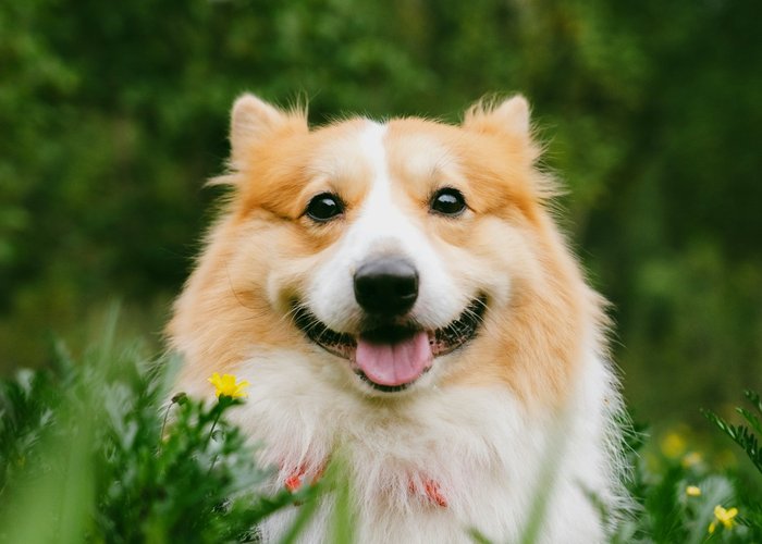 Dog walking service