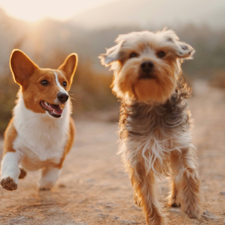 Happy dog enjoying a walk